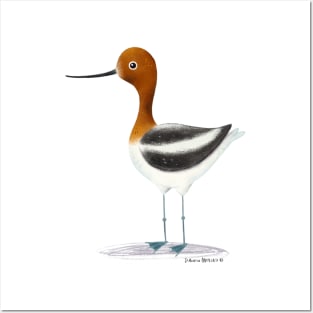 Avocet Bird Posters and Art